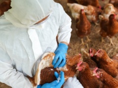 Grypa ptaków: Hodowcy proponują szczepienia zamiast wybijania stad drobiu