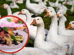Gęsina na Świętego Marcina – smak tradycji i duma polskiej produkcji
