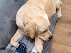 Pies robi to po twoim wyjściu z domu? Nie ignoruj tego sygnału