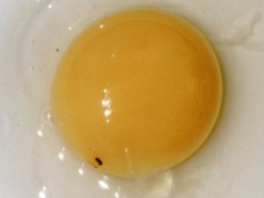 Czym jest czerwona plamka na jajku? Wzbudza obrzydzenie, a nie każdy wie, co oznacza