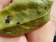 Jak poprawić działanie insektycydu w czasie rosnącej odporności szkodników?