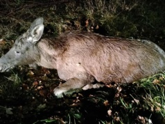 Zderzyła się z łosiem i pojechała dalej. „Nie wiedziała co potrąciła”
