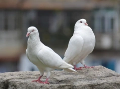 Kontrowersje wokół obchodów 11 listopada. „Zginą setki gołębi”