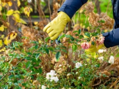 Koniecznie zrób to z różami w listopadzie. Powszechny problem cię ominie