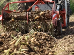 Ukraina: ziemniaki i marchew bardzo tanie. Rolnicy nie mają przechowalni i sprzedają „na bieżąco”