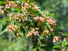 Sąsiad posadził w ogrodzie i wszyscy mu zazdroszczą. Drzewko, które przyciąga wzrok