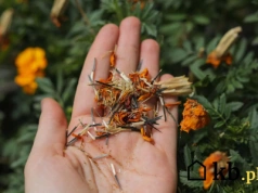 Rozdajesz nasiona z własnego ogródka? Za ten „niewinny” gest możesz dostać mandat!