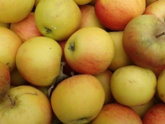 Koksa Pomarańczowa — wykwintne jabłko dla koneserów