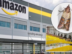 Mole opanowały magazyn Amazona w Sosnowcu. Pracownicy alarmują o pladze owadów
