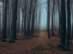 Upiorne lasy nazywane słowackim trójkątem bermudzkim. Ludzie przepadają tu bez wieści