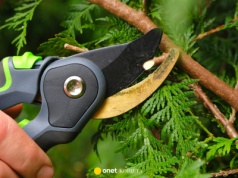 Koniecznie przytnij w listopadzie. Ta roślina nie wybaczy ci lenistwa