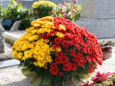 Chryzantemy będą piękne jeszcze kilka tygodni. Zadbaj jednak o to