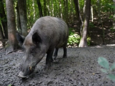 ASF to nadal gigantyczny problem. "Żyjemy w kryzysie"