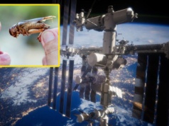 Robaki w kosmosie. ESA chce wprowadzić owady do menu astronautów