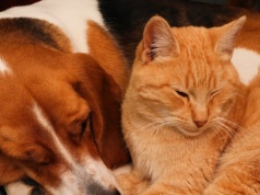 Przez lata były uważane za inteligentniejsze. Wyniki badań mogą zadziwić