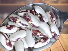 Najbardziej patriotyczna roślina w polskim ogrodzie. W czasach zaborów za jej uprawę groziły kary