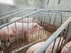 Jak dobrze wykonać remonta stada loch?