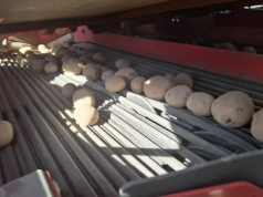 Kto kupuje polskie ziemniaki? Jak wygląda eksport na tle importu?