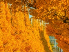 Drzewa przetrwały wybuch bomby w Hiroszimie. Cuchnące źródło mądrości