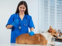 Weterynarz Dermatolog w Warszawie: Specjalistyczna Opieka dla Twojego Zwierzaka