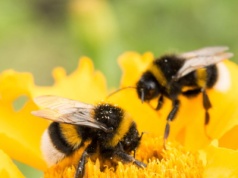 Naukowcy w szoku. Trzmiele odczytują kod