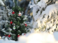 Pogoda w Polsce na Boże Narodzenie. Amerykanie już wiedzą