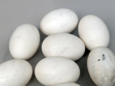 Krokodyle spadały z drzew na ofiary. Znaleziono skorupy ich jaj