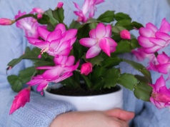 Grudnik potrafi kwitnąć latami. Trzeba tylko o tym pamiętać. To sekret jego długowieczności