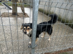 Nadchodzi zima. Trzeba zadbać o zwierzęta