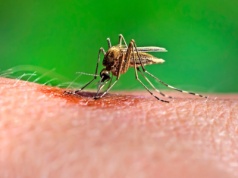 Zmysł śmierci, czyli jak komary stały się mistrzami tropienia ludzi