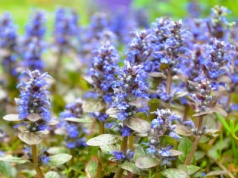 Ta bylina "ze stali" zalewa ogród kwiatami. Przetrwa siarczyste mrozy i wyprze chwasty