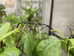 Nowe technologie do ochrony sadów przed zarazą ogniową