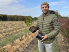 Zakładamy plantację borówek – nowe nasadzenia, klasyczna odmiana