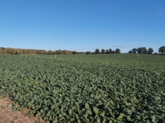 Kiedy i jak skracać rzepak ozimy – praktyczny poradnik dla rolników