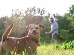 Dlaczego pies długo szuka miejsca do wypróżnienia? Oto przyczyny