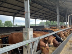 Ceny bydła z kolejnym tygodniem wzrostów