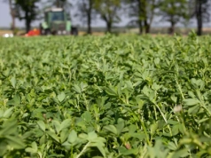 Jakie pH gleby pod uprawę lucerny?