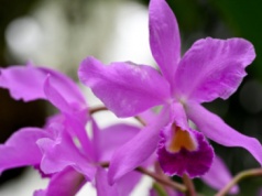 Cattleye - ulubione orchidee Potockich zakwitły w zamkowej storczykarni w Łańcucie