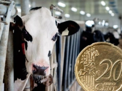 Ceny mleka lecą w dół. Mleczarnie tną stawki nawet o 5 centów