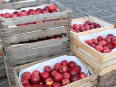 Hurtowa cena jabłek deserowych dziś (13.11.2025)