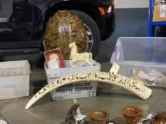 Służby przechwyciły tysiące przedmiotów. Wszystko z zagrożonych zwierząt