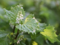 Pachnotka zwyczajna skuteczna przy alergiach i nietolerancji histaminy