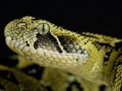 Chcą specjalnej decyzji w sprawie jadowitego węża. Nie ma wyjścia