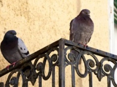 Zakaz dokarmiania ptaków w miastach. Kary powalają z nóg