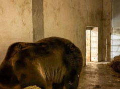 Z cyrku do zoo. Doświadczona niedźwiedzica trafiła do Poznania