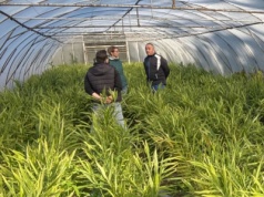 Imbir – odpowiedź polskiego rolnictwa na zmiany klimatu?