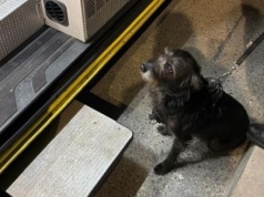 Wzruszająca historia z Wrocławia. Bohaterski pies uratował 71-letniego pana