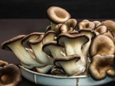 Beta-glukany — naturalny środek wzmacniający odporność, o którym warto wiedzieć