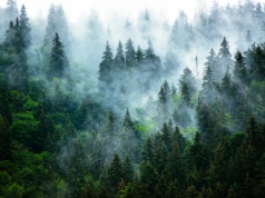 Badanie EY: Firmy chętniej o ochronie klimatu mówią niż o tym raportują