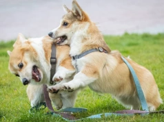 Naukowcy rozszyfrowali tajemniczy język zwierząt. Tego się dowiedzieli